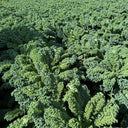 Firenze Kale, 100 Seeds