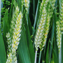 Barley Seeds, 100 Seeds