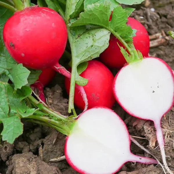 Red Cherry Radish Seeds, 10g