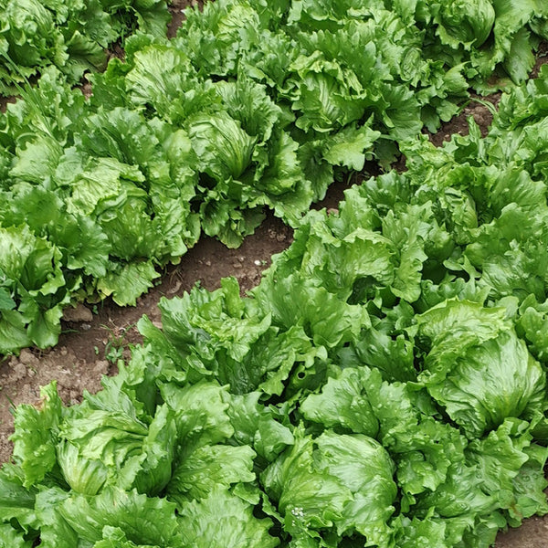 Meilü 103 Crisphead Lettuce, 2000 Seeds