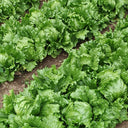 Meilü 103 Crisphead Lettuce, 2000 Seeds