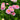 Bellis perennis 'Pomponette', 100 Seeds