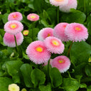 Bellis perennis 'Pomponette', 100 Seeds