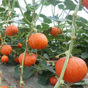 Golden Honey Pumpkin Seeds, 10 Seeds