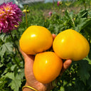 639 Anna Banana Russian Tomato, 5 Seeds