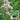 American Sweet Marjoram Seeds, 200 Seeds