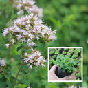 American Sweet Marjoram Seeds, 200 Seeds