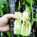 Purple Pepper Seeds (F1 Hybrid), 20 Seeds