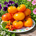 348 Coral Queen Tomato, 5 Seeds