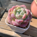 Echeveria Lauii, 3pcs x 1-head
