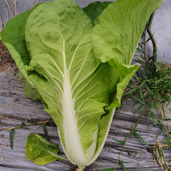 'Jinmei 516' Fast-growing Bok Choy Seeds, 10g