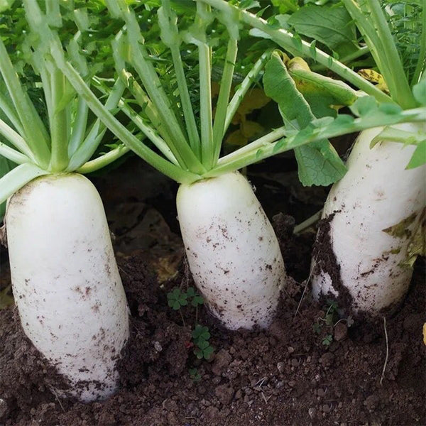 Summer-Autumn White Jade Radish Seeds, 5g