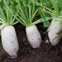 Summer-Autumn White Jade Radish Seeds, 5g