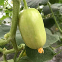 Yunü Mini Fruit Cucumber Seeds, 10 Seeds