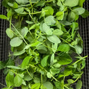Sweet Crispy Pea Shoots Seeds, 50g