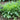 Curly Endive Seeds, 5g