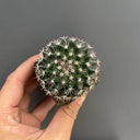Mammillaria tayloriorum, 3-4cm