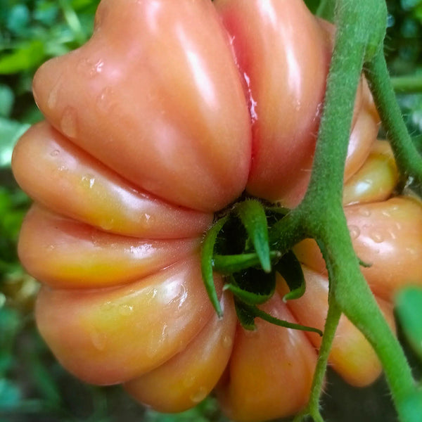 'Firenza' Ribbed Tomato, 10 Seeds