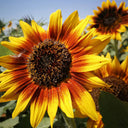 'Solar Eclipse' Ornamental Sunflower Seeds, 1g
