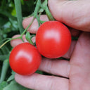 'Sweet Ruby Gem' Cherry Tomato Seeds, 20 Seeds
