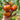 566 Rose Gold F5 Tomato, 5 Seeds