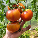 566 Rose Gold F5 Tomato, 5 Seeds