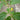 Jute (Corchorus capsularis L.), 100 Seeds