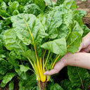 Golden-Leaf Chard Seeds, 5g