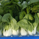 'Huanghe 437' Bok Choy Seeds, 10g