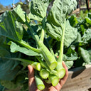 Nongyan Yellow-Flowered Chinese Kale Seeds, 20g