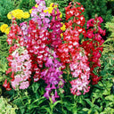 Hybrid Beardtongue Seeds, 200 Seeds