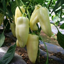 Specialty White Chili Pepper, 10 Seeds