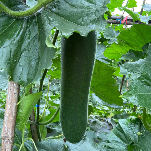 Black Skin Winter Melon Seeds, 50 Seeds