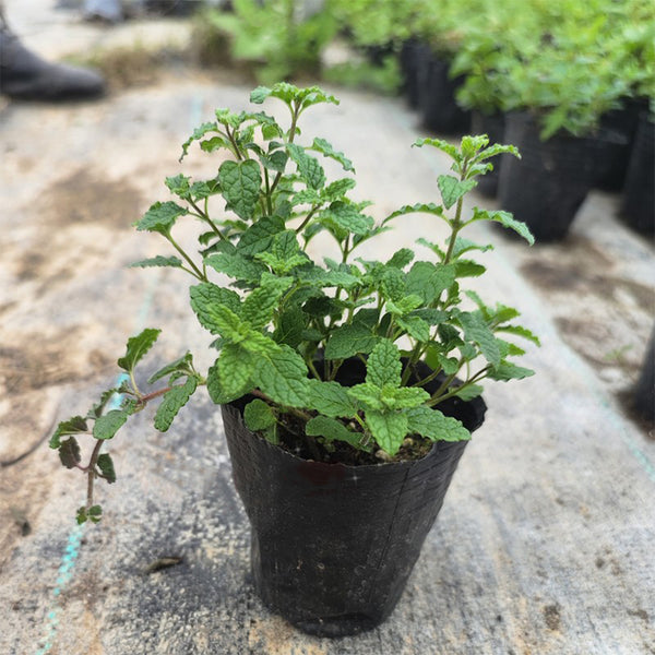 Strawberry Mint, 50 ~ 100 Seeds