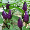 Purple Tower Facing-Heaven Pepper Seeds, 0.2g