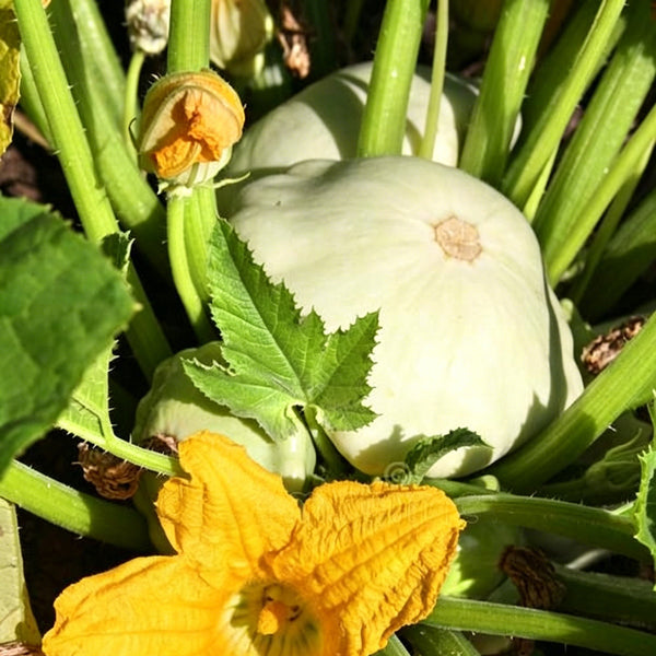 White Flying Saucer Squash, 10 Seeds
