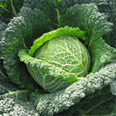 Savoy Cabbage Seeds, 20 Seeds