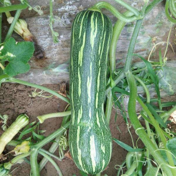 Zhengliang No.5 Pumpkin, 10 Seeds