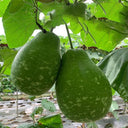 Qiangchun Duosheng Variegated Bottle Gourd Seeds, 8g
