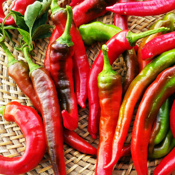 Jimmy Nardello Pepper, 10 Seeds