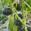 Zhongbei No.2 Pumpkin Seeds, 50 Seeds