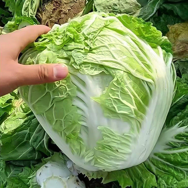 Delicious Compact-head Chinese Cabbage Seeds, 5 × 4g Bags