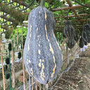 Sweet Taro Pumpkin Seeds, 20 Seeds