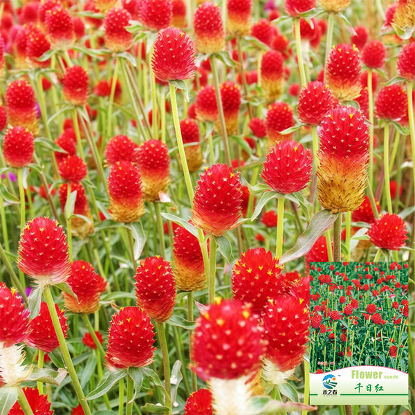 Hezhichun Globe Amaranth Seeds, 1g