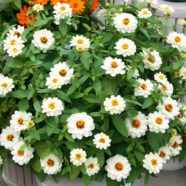 W1340 Profusion Double White Improved Zinnia, 5 Seeds