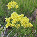 Wavyleaf Sea Lavender (Yellow) Seeds, 200 Seeds