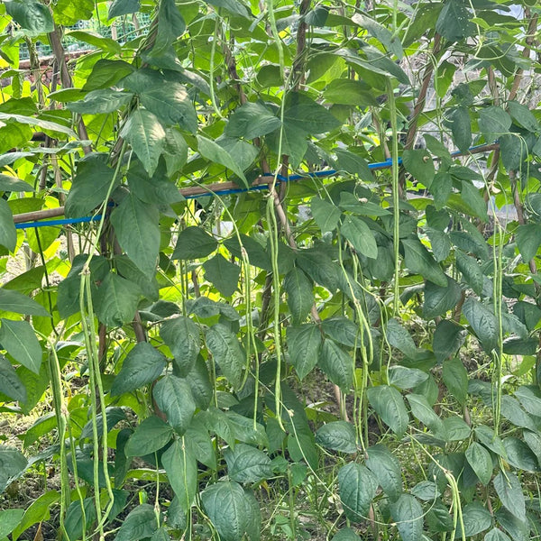 Long Dragon Cowpea Seeds, 200g