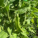 Red Flower Giant Glass Pod Pea Seeds, 30g