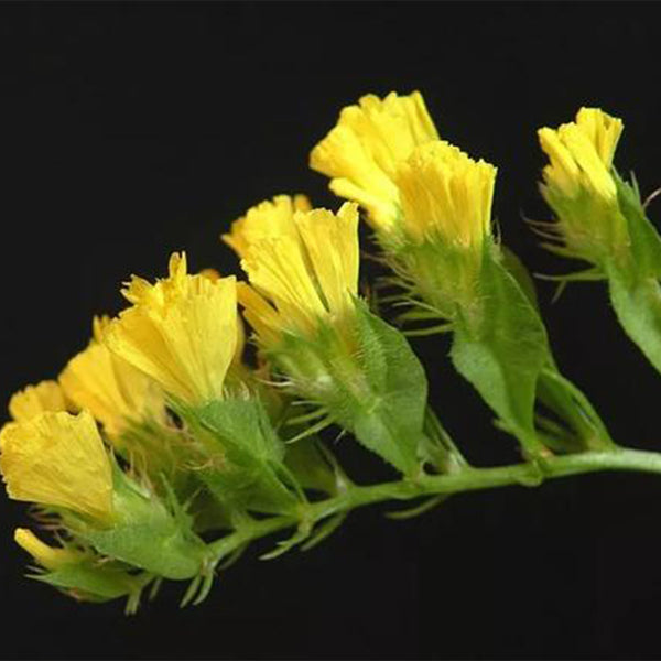 Wavyleaf Sea Lavender (Yellow) Seeds, 200 Seeds