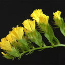Wavyleaf Sea Lavender (Yellow) Seeds, 200 Seeds